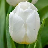 Van Zyverden Tulip Fehér Szundó virághagymák, teljes nap, fehér, éves