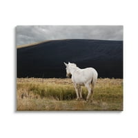 Stupell Industries magányos fehér ló hatalmas vidéki legelő fotógaléria csomagolt vászon nyomtatott fali művészet, David Lorenz