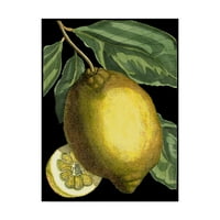 Johann C. Volckamer, a „illatos Citrus II” citrus ii. Vászon művészete
